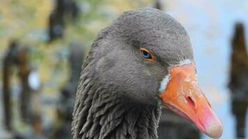 Gans Kopf mit Blau Augen und Orange Schnabel im es ist natürlich Umgebung video