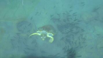 onechte zee schildpad zwemmen, ademen en duiken Aan de oppervlakte van de Doorzichtig zee video