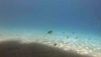 dykare är simning i de djup under vattnet hav video