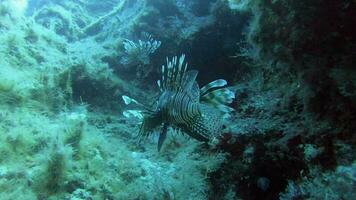 poisson-lion dans ses Naturel environnement dans sous-marin mer video