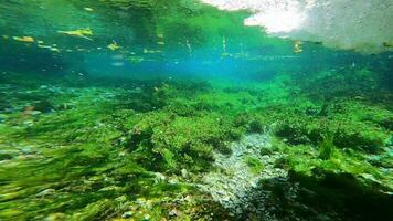 Seetang und unter Wasser Pflanzen im Grün belaubt Seegras Wiesen video