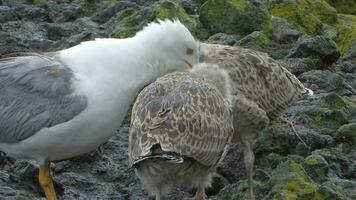 mère mouette et Jeune bébé oiseau poussins video