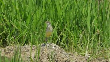 wenig braun Vogel allein im das Wiese video