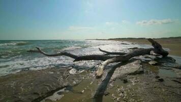 Dried Tree Log on the Beach video