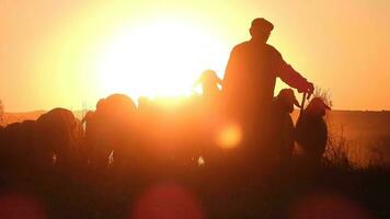 pastor do a ovelha rebanho anda em entre a ovelha às pôr do sol video