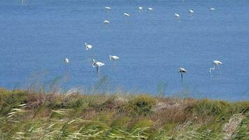 wild flamingo vogelstand in een wetland meer in een echt natuurlijk leefgebied video