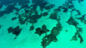 algas marinhas e coral recife em uma Claro tropical raso mar chão com branco areia video