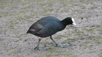 grande pies negro eurasiático focha aves acuáticas caminando en tierra video