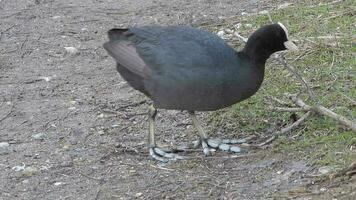 groot voeten zwart Euraziatisch koet watervogels wandelen Aan land- video