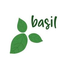 Basil leaves. Vector illustration of fresh basil.