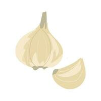 Garlic illustration. Food illustration for books, magazines, menus vector