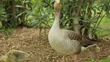 une canard et caneton permanent dans le herbe video