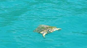 caretta mare tartaruga nuoto, respirazione e immersione su il superficie di il chiaro mare video
