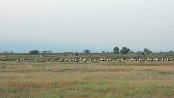 A Flock of Stork in the Vast Plain video