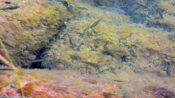 klein Fische auf moosig Steine im ihr natürlich unter Wasser Umgebung video