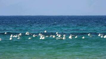 a rebanho do gaivotas sentado e natação dentro a mar video