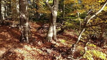 filmiska gul torr löv i naturlig höst skog video