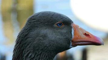 Goose Head With Blue Eyes And Orange Beak In Its Natural Environment video