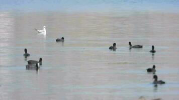 schwarz eurasisch Blässhuhn Enten schwimmen auf See Wasser Oberfläche video
