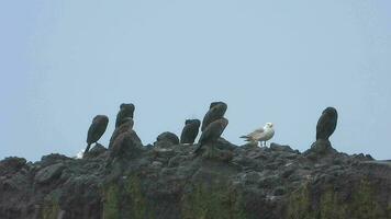 cormoranes y Gaviota aves en el rock por el mar en lluvia video