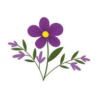 purple daisy. vector illustration.