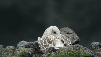 uma lindo, limpar \ limpo e brilhante emplumado jovem gaivota pássaro dentro natural meio Ambiente video