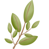 Cute green leaf png