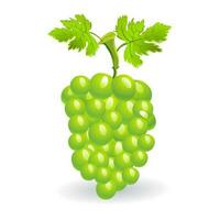 Grapes realistic composition with green and ripe grapes isolated vector