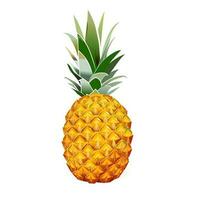 Vector illustration of the yellow ripe pineapple fruits