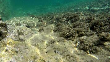 Underwater of a Mossy Sea With Microscopic Animals Planktons and Small Fishes in Natural Ecosystem video