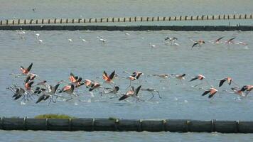 rebanho do selvagem flamingo pássaros vôo dentro uma pantanal lago dentro uma real natural habitat video