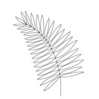 Palm tree leaf doodle illustration. Vector hand drawn palm tree leaf isolated