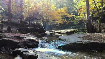 Dry Tree Leaves on Stream in Autumn Forest video