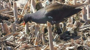 A Common Moorhen, Waterhen, Swamp Chicken Bird Alone in a Wetland video