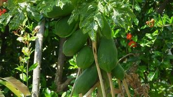 fresco verde mamão plantar fruta em árvore ramo video