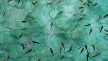 puffer fisk och damselfish på grund vatten yta video