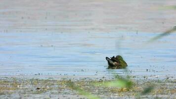 vild allmänning moorhen fågel simma på sjö vatten yta video