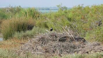 A Lapwing Bird on The Desertic Bush video