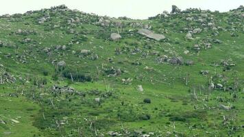 Herd of Wild Deer and Mix Animals on Mountain Slope video