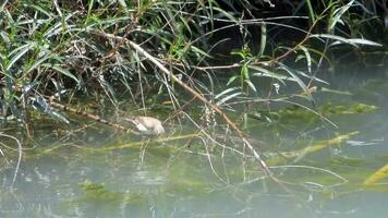 pequeño marrón pájaro solo en el cañas por el humedal lago agua video