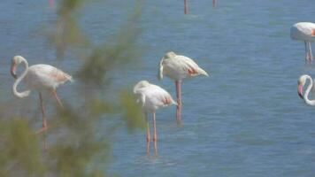 vild flamingo fåglar i en våtmarks sjö i en verklig naturlig livsmiljö video