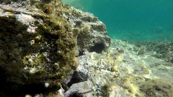 submarino de un cubierto de musgo mar con microscópico animales plancton y pequeño peces en natural ecosistema video