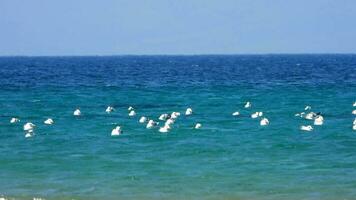 le troupeau de mouettes séance et nager dans le mer video
