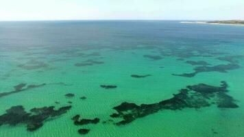 algas marinhas e coral recife em uma Claro tropical raso mar chão com branco areia video