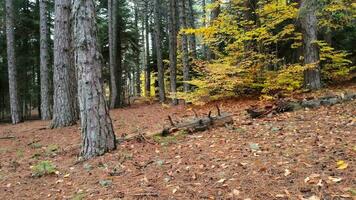 seco otoño hojas en prístino natural bosque piso video