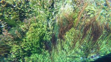 algas marinas y submarino plantas en verde frondoso algas marinas prados video