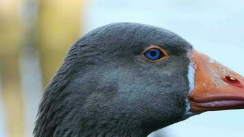 Ganso cabeça com azul olhos e laranja bico dentro Está natural meio Ambiente video