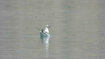 Preto encabeçado gaivota gaivotas nadar em lago água superfície video