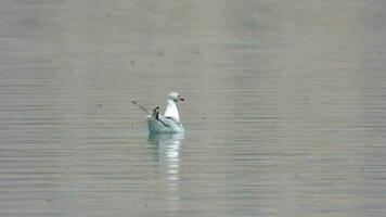 noir à tête mouette mouettes nager sur Lac l'eau surface video