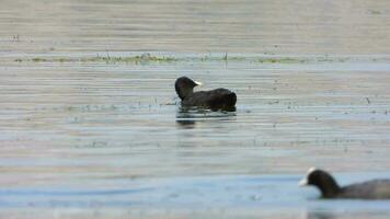 Black Eurasian Coot Ducks Swim on Lake Water Surface video